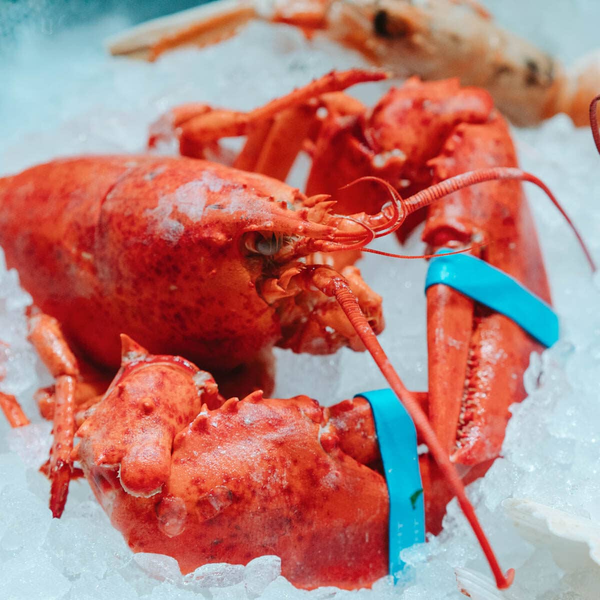 A whole cooked lobster laying in a pile of crushed ice.