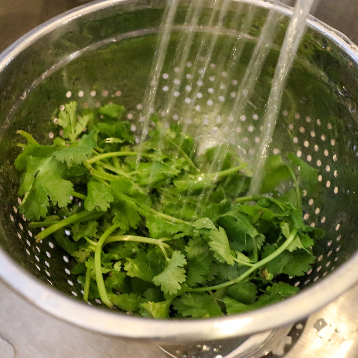 washing cilantro
